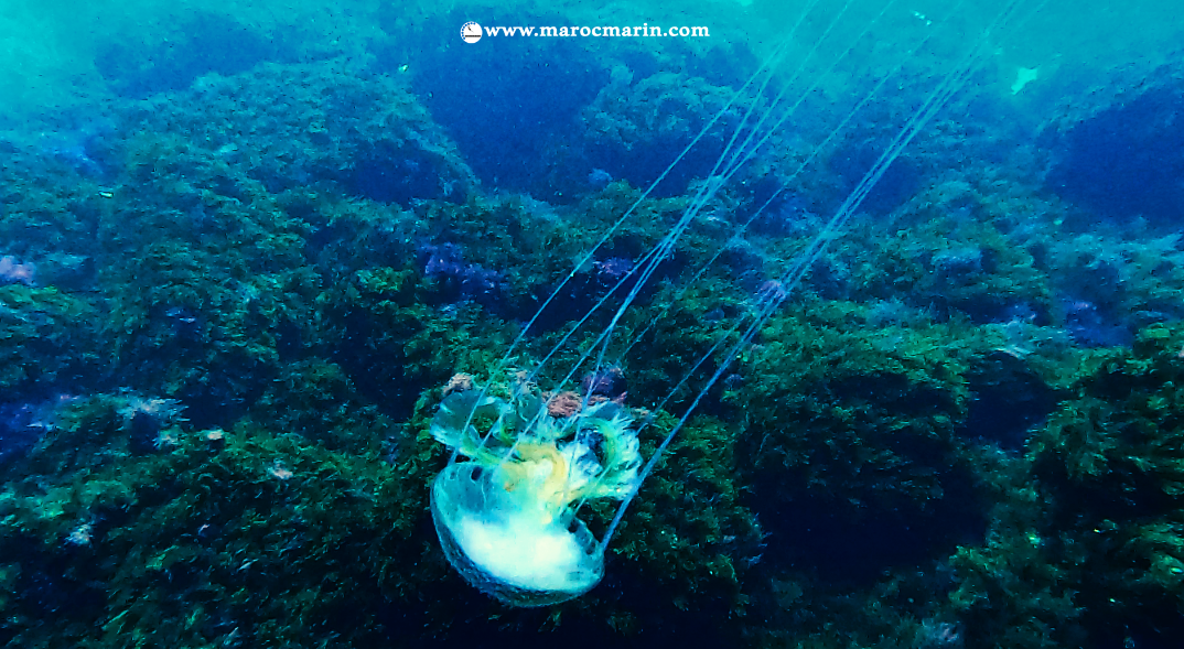 قنديل البحر