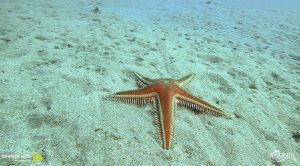 Astropecten aranciacus